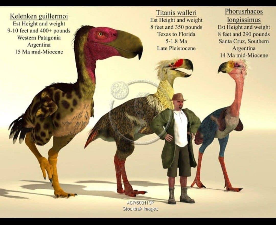 Kelenken guillermoi Est Height and weight 9-10 feet and 400+ pounds Western Patagonia Argentina 15 Ma mid-Miocene Titanis walleri Est Height and weight 8 feet and 350 pounds Texas to Florida 5-1.8 Ma Late Pleistocene Phorushacos longissimus Est Height and weight 8 feet and 290 pounds Santa Cruz, Southern Argentina 14 Ma mid-Miocene 4DR600113P