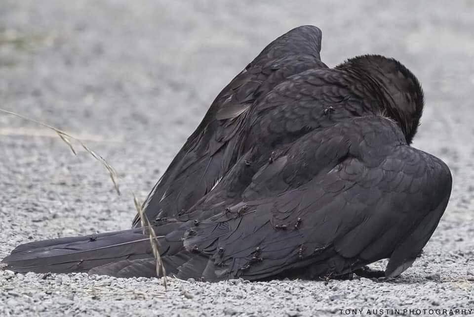 TONY AUSTIN PHOTOGRAPHY