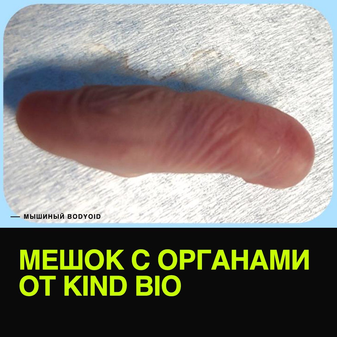 - МЫШИНЫЙ BODYOID МЕШОК С ОРГАНАМИ OT KIND BIO