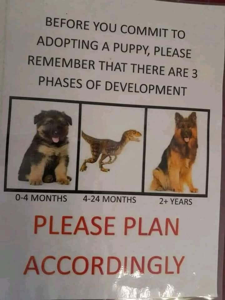 BEFORE YOU COMMIT TO ADOPTING A PUPPY, PLEASE REMEMBER THAT THERE ARE 3 PHASES OF DEVELOPMENT 0-4 MONTHS 4-24 MONTHS 2+ YEARS PLEASE PLAN ACCORDINGLY