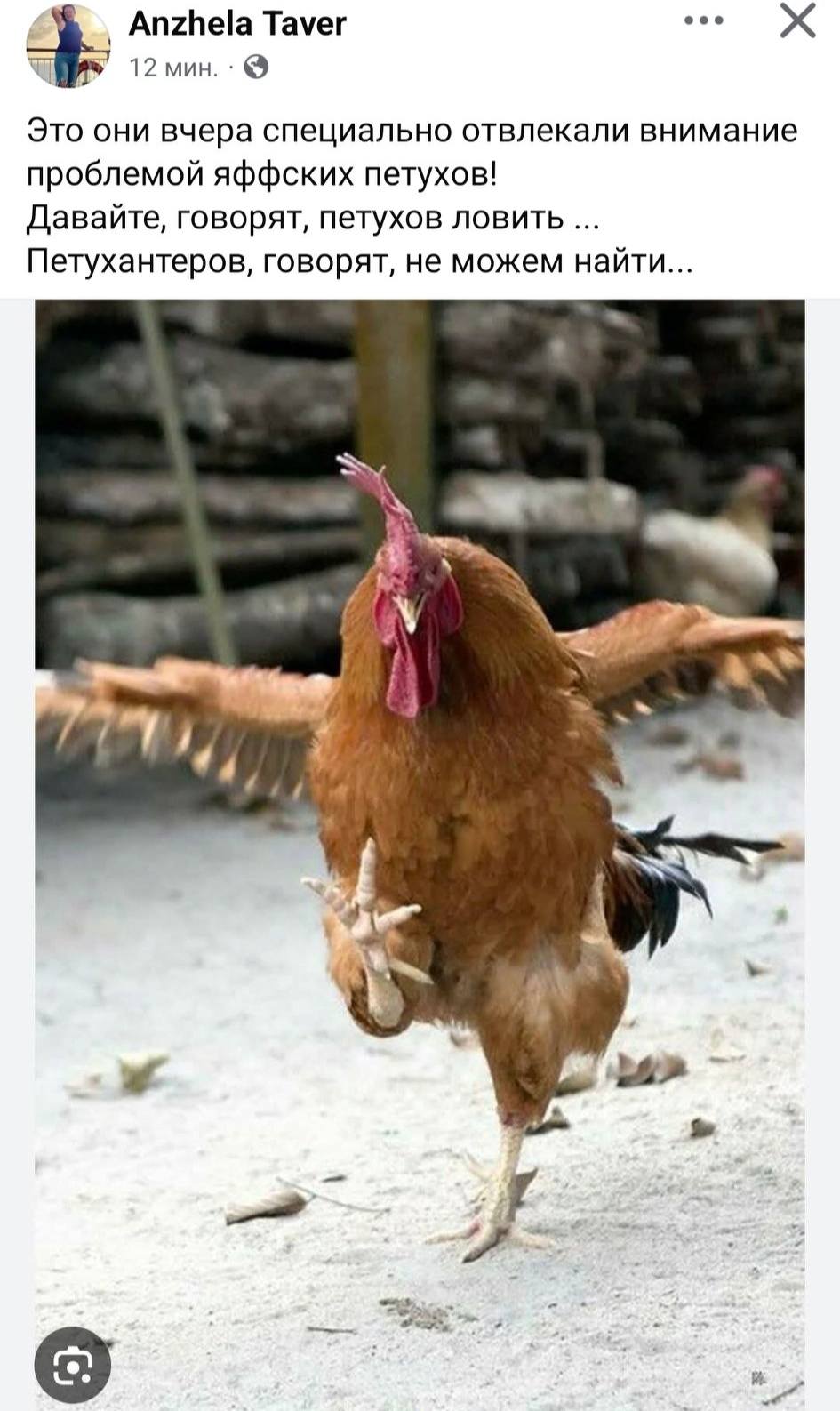 Anzhela Taver 12 мин. &bull; &bull;.. X Это они вчера специально отвлекали внимание проблемой яффских петухов! Давайте, говорят, петухов ловить ... Петухантеров, говорят, не можем найти...