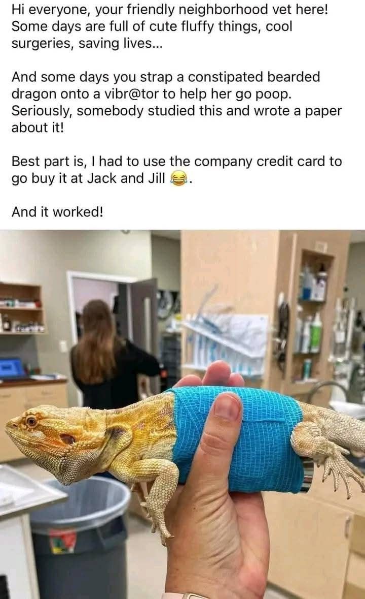 Hi everyone, your friendly neighborhood vet here! Some days are full of cute fluffy things, cool surgeries, saving lives... And some days you strap a constipated bearded dragon onto a vibr@tor to help her go poop. Seriously, somebody studied this and wrote a paper about it! Best part is, I had to use the company credit card to go buy it at Jack and Jill And it worked!