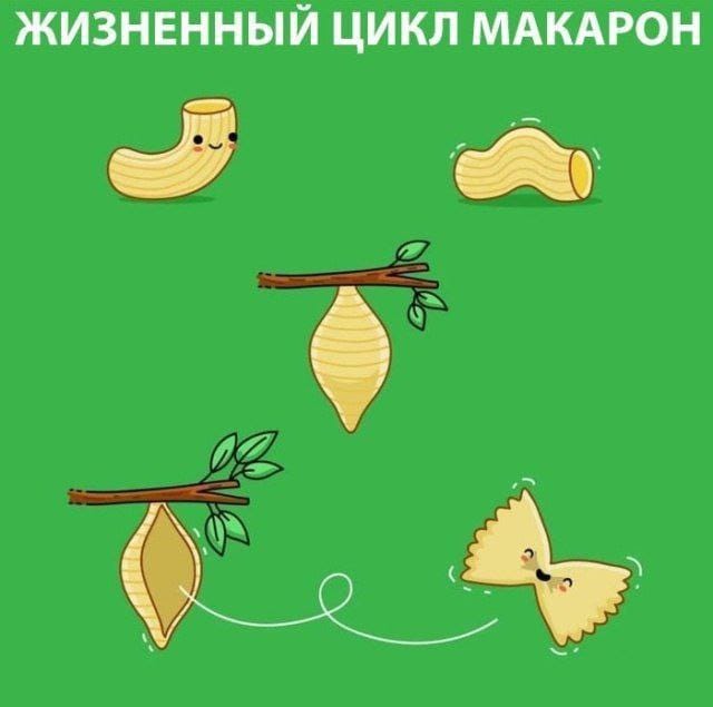 ЖИЗНЕННЫЙ ЦИКЛ МАКАРОН
