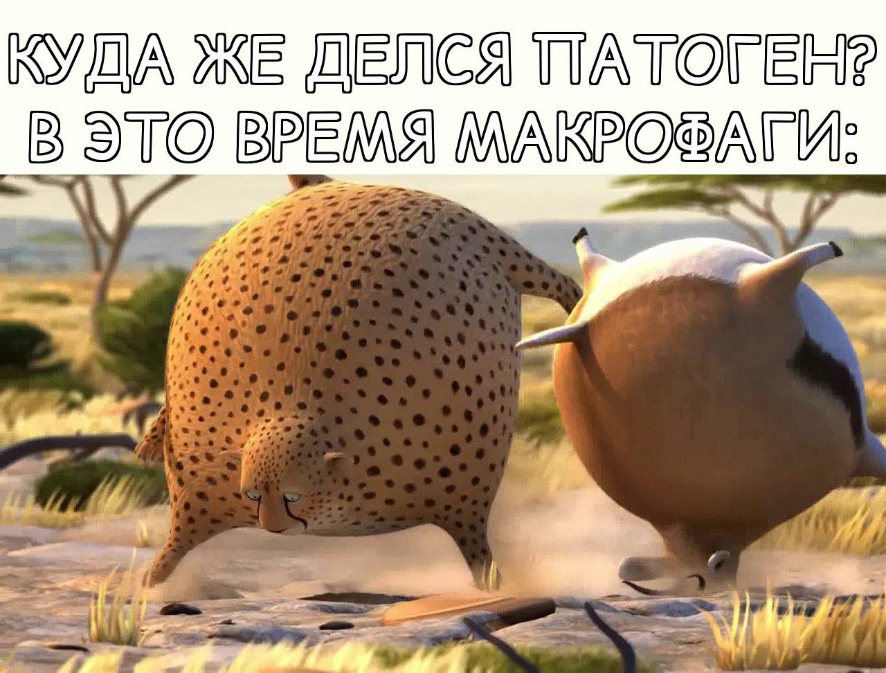 КУДА ЖЕ ДЕЛСЯ ПАТОГЕН? В ЭТО ВРЕМЯ МАКРОФАГИ:
