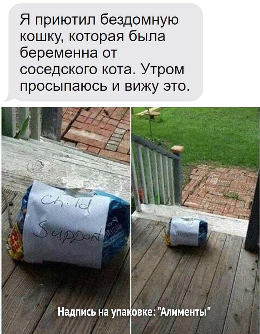 Я приютил бездомную кошку, которая была беременна от соседского кота. Утром просыпаюсь и вижу это. Supoor Надпись на упаковке: "Алименты"