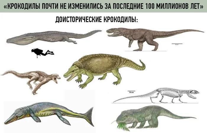 &laquo;КРОКОДИЛЫ ПОЧТИ НЕ ИЗМЕНИЛИСЬ ЗА ПОСЛЕДНИЕ 100 МИЛЛИОНОВ ЛЕТ&raquo; ДОИСТОРИЧЕСКИЕ КРОКОДИЛЫ: