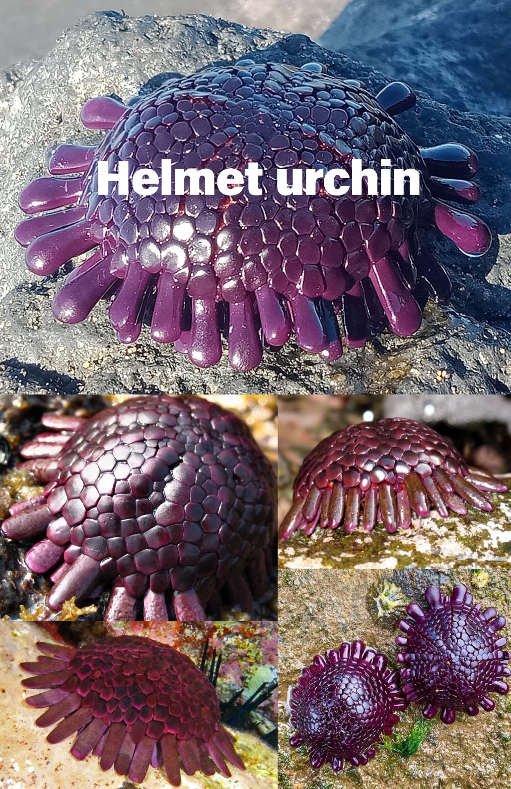 Helmet urchin