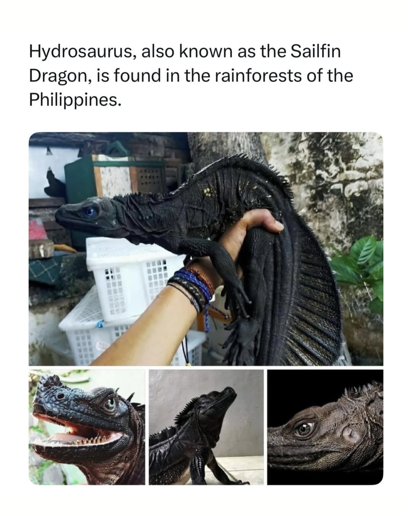 Hydrosaurus, also known as the Sailfin Dragon, is found in the rainforests of the Philippines.