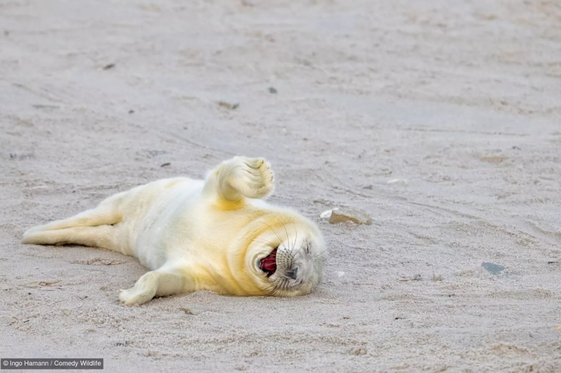 &copy; Ingo Hamann / Comedy Wildlife