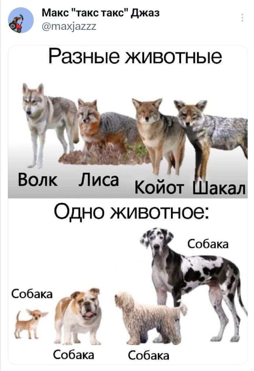 Макс "такс такс" Джаз @maxjazzz Разные животные Волк Лиса Койот Шакал Одно животное: Собака Собака Собака Собака