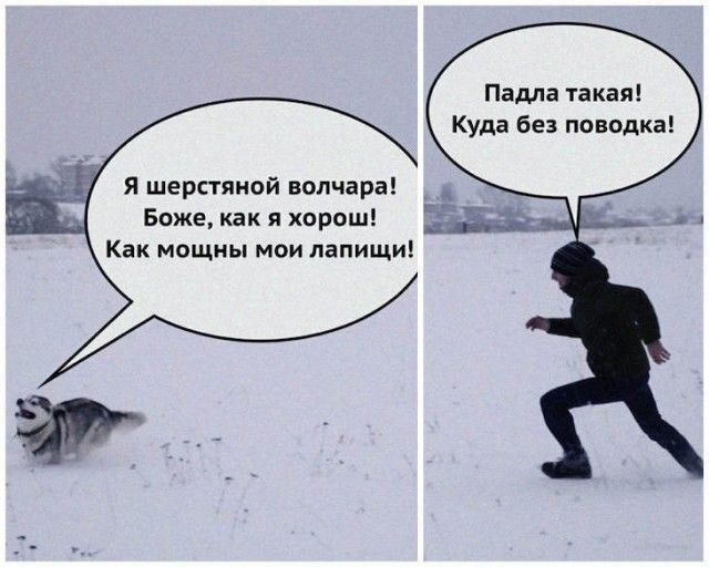 Падла такая! Куда без поводка! Я шерстяной волчара! Боже, как я хорош! Как мощны мои лапищи!