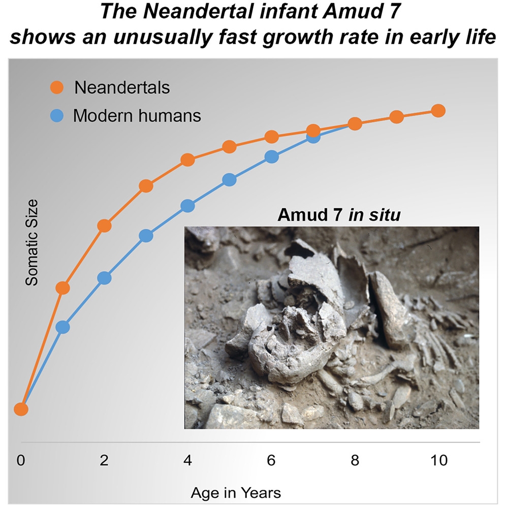 The Neandertal infant Amud 7 shows an unusually fast growth rate in early life &bull; Neandertals &bull; Modern humans Somatic Size Amud 7 in situ 2 6 Age in Years 8 10