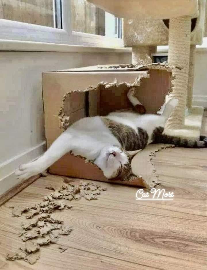Cat Most