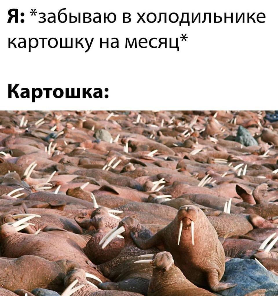 Я: *забываю в холодильнике картошку на месяц* Картошка: