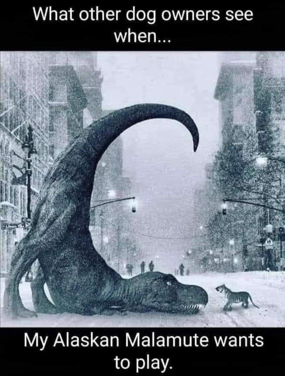 What other dog owners see when... My Alaskan Malamute wants to play.