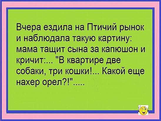 Вчера ездила на Птичий рынок и наблюдала такую картину: мама тащит сына за капюшон и кричит:... "В квартире две собаки, три кошки!... Какой еще нахер орел?!".