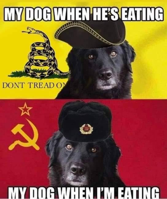 MY DOG WHEN HE'S EATING DONT TREAD ON MY DOG WHEN I'M EATING