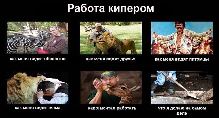 Работа кипером как меня видит общество как меня видят друзья как меня видят питомцы как меня видит мама как я мечтал работать что я делаю на самом деле