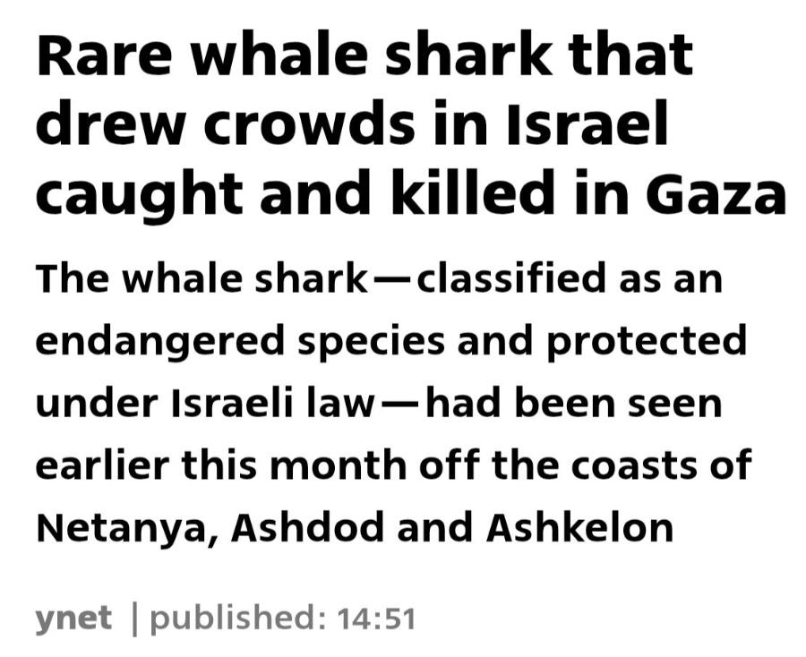 Rare whale shark that drew crowds in Israel caught and killed in Gaza The whale shark&mdash; classified as an endangered species and protected under Israeli law &mdash; had been seen earlier this month off the coasts of Netanya, Ashdod and Ashkelon ynet | published: 14:51