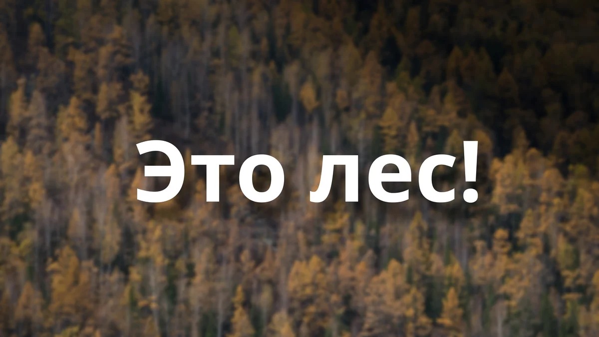 Это лес!