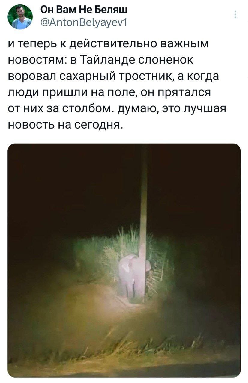 Он Вам Не Беляш @AntonBelyayev1 и теперь к действительно важным новостям: в Тайланде слоненок воровал сахарный тростник, а когда люди пришли на поле, он прятался от них за столбом. думаю, это лучшая новость на сегодня.