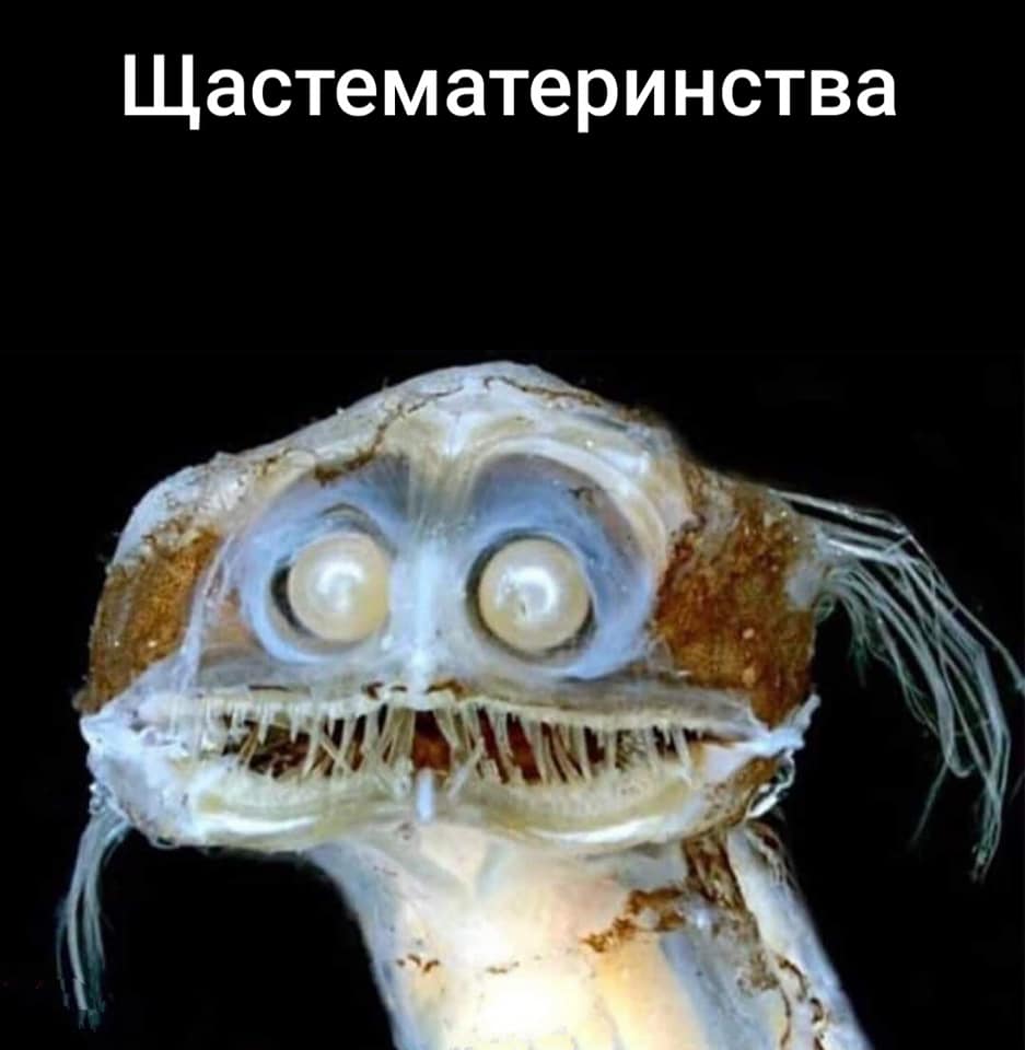 Щастематеринства ENVI