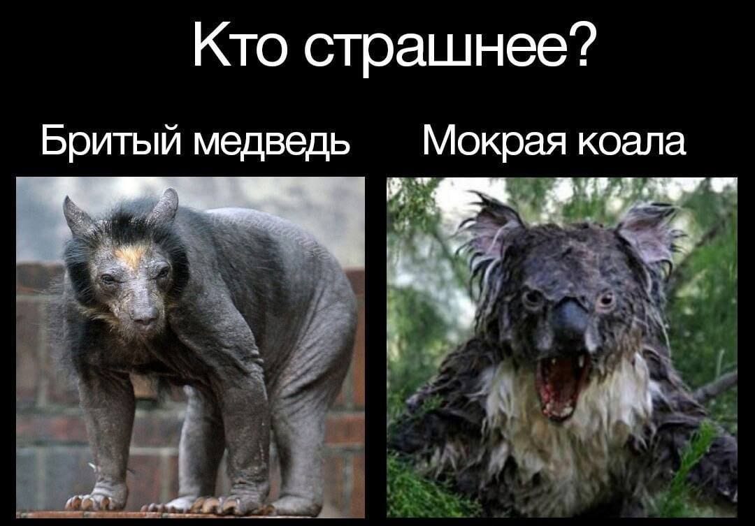 Кто страшнее? Бритый медведь Мокрая коала