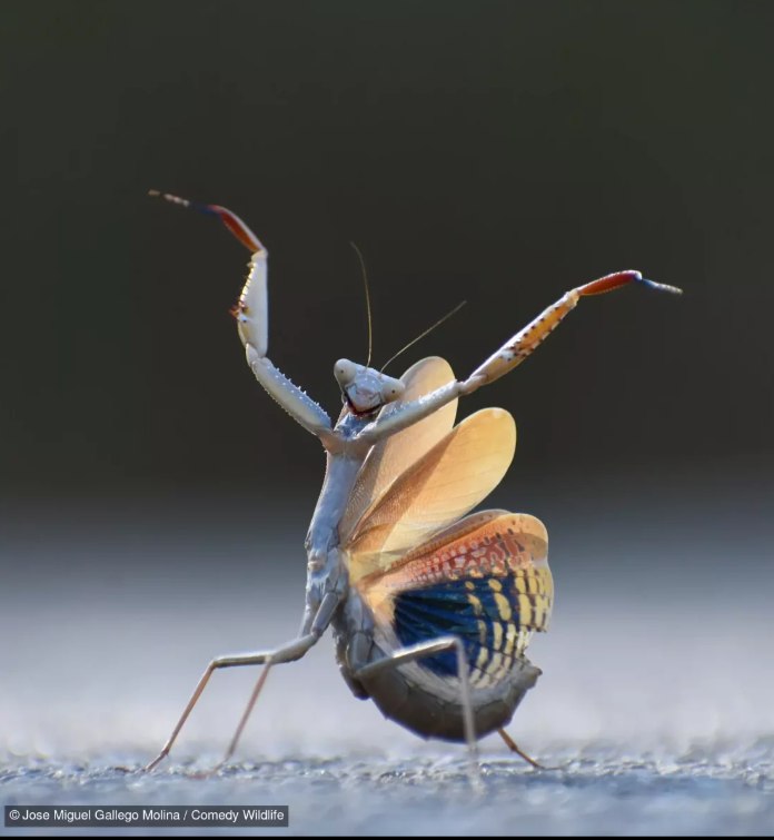 &copy; Jose Miguel Gallego Molina / Comedy Wildlife