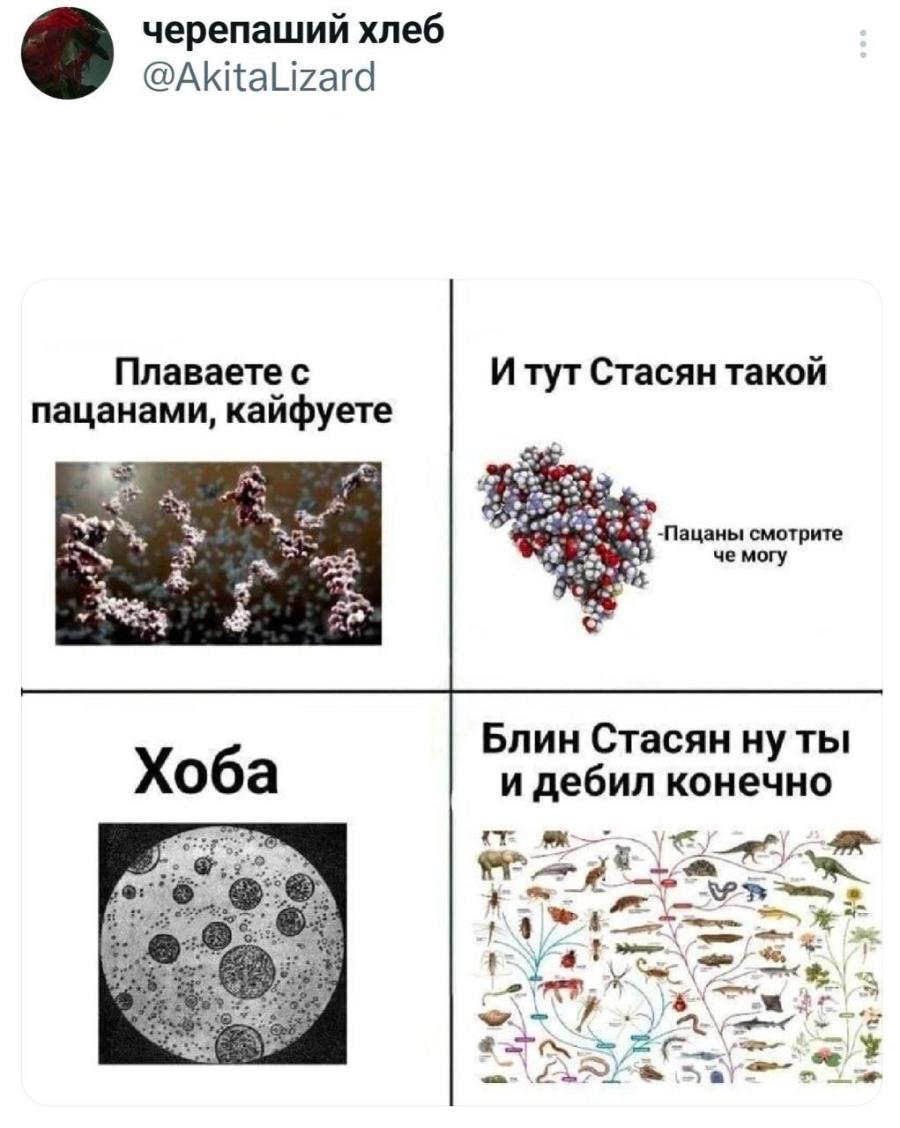 черепаший хлеб @AkitaLizard Плаваете с пацанами, кайфуете И тут Стасян такой -Пацаны смотрите че могу Хоба Блин Стасян ну ты и дебил конечно KTE