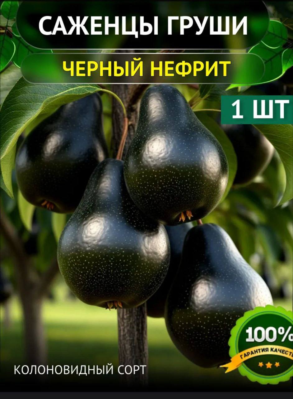 САЖЕНЦЫ ГРУШИ ЧЕРНЫЙ НЕФРИТ 1 WT 100% ГАРАНТИЯ КАЧЕСТ КОЛОНОВИДНЫЙ СОРТ