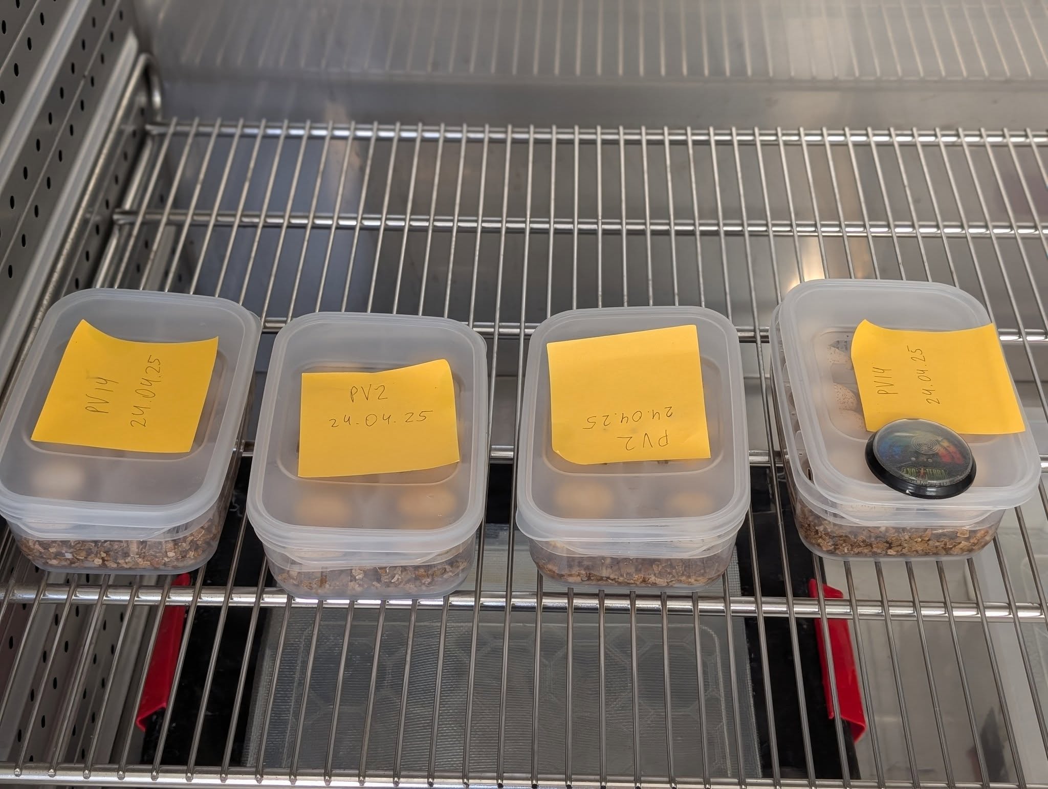 PVI4 24.04.25 PV2 24.04.25 Sth0hz 21d PVI4 24.04.25