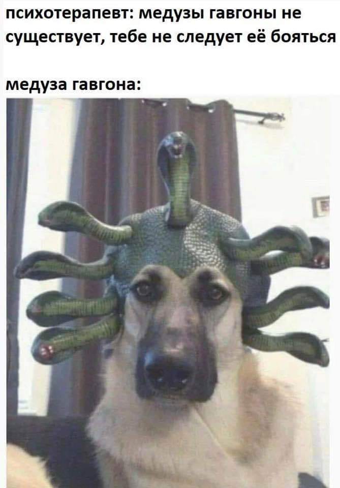 психотерапевт: медузы гавгоны не существует, тебе не следует её бояться медуза гавгона: