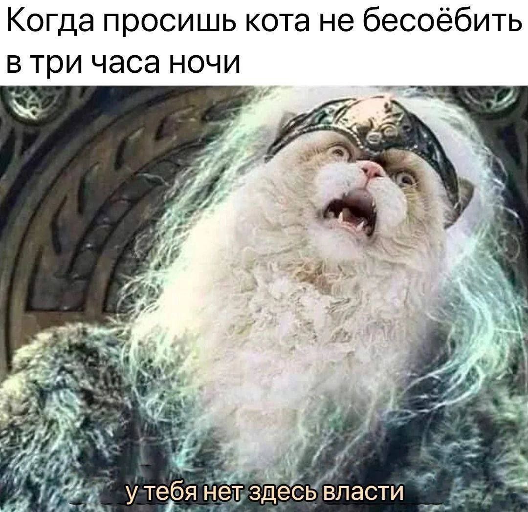 Когда просишь кота не бесоёбить в три часа ночи у тебя нет здесь власти
