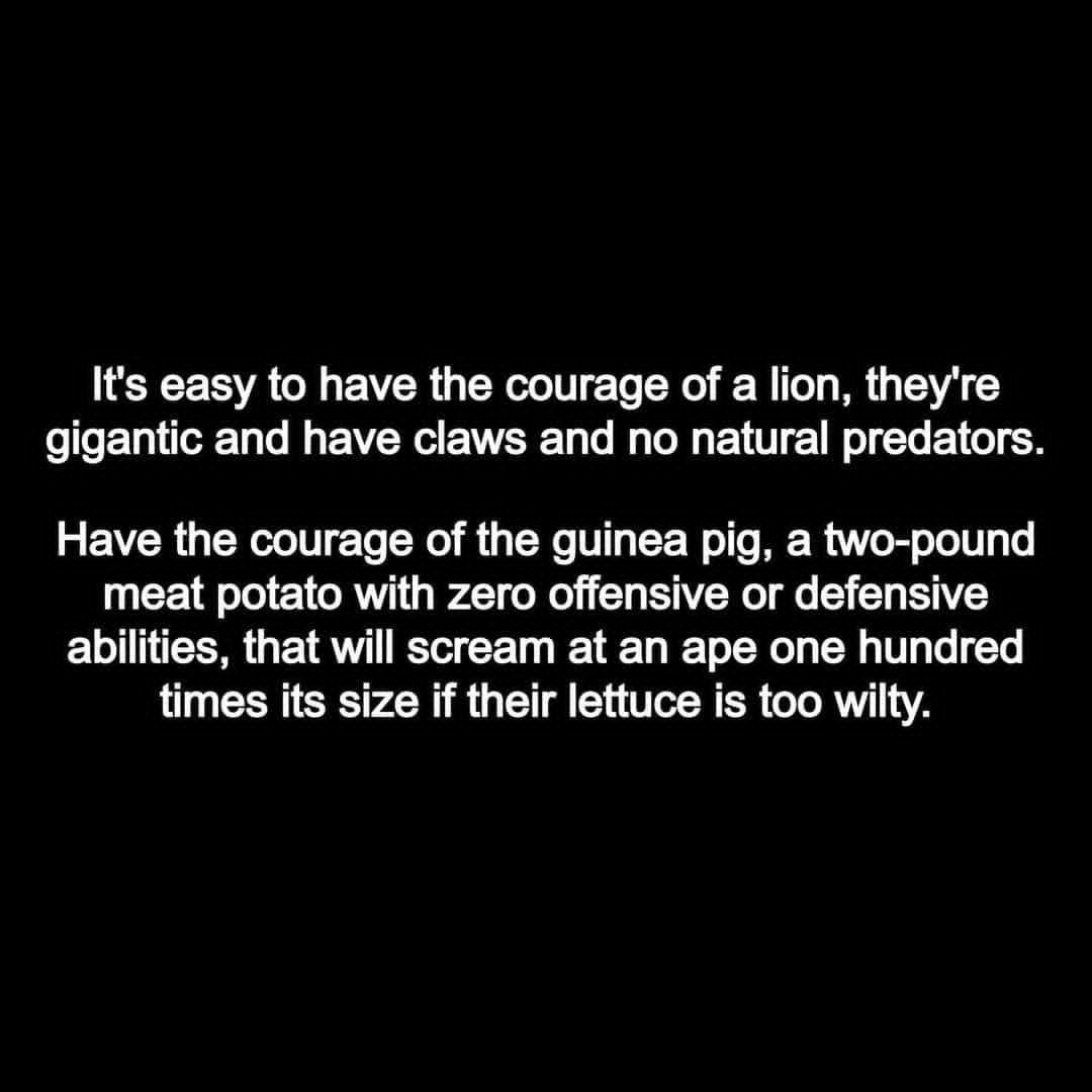 It's easy to have the courage of a lion, they're gigantic and have claws and no natural predators. Have the courage of the guinea pig, a two-pound meat potato with zero offensive or defensive abilities, that will scream at an ape one hundred times its size if their lettuce is too wilty.
