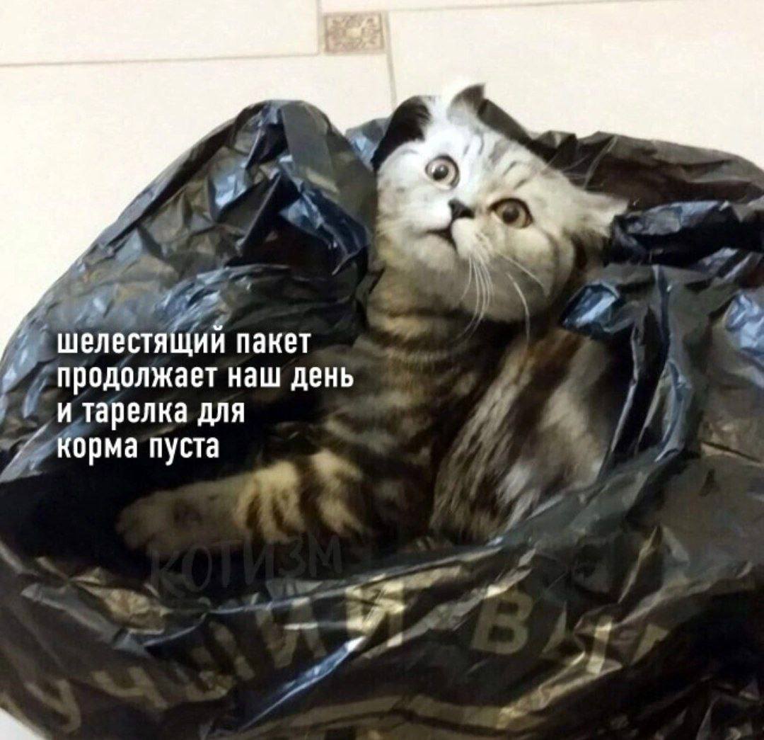 шелестящий пакет продолжает наш день и тарелка для корма пуста ТИКМ