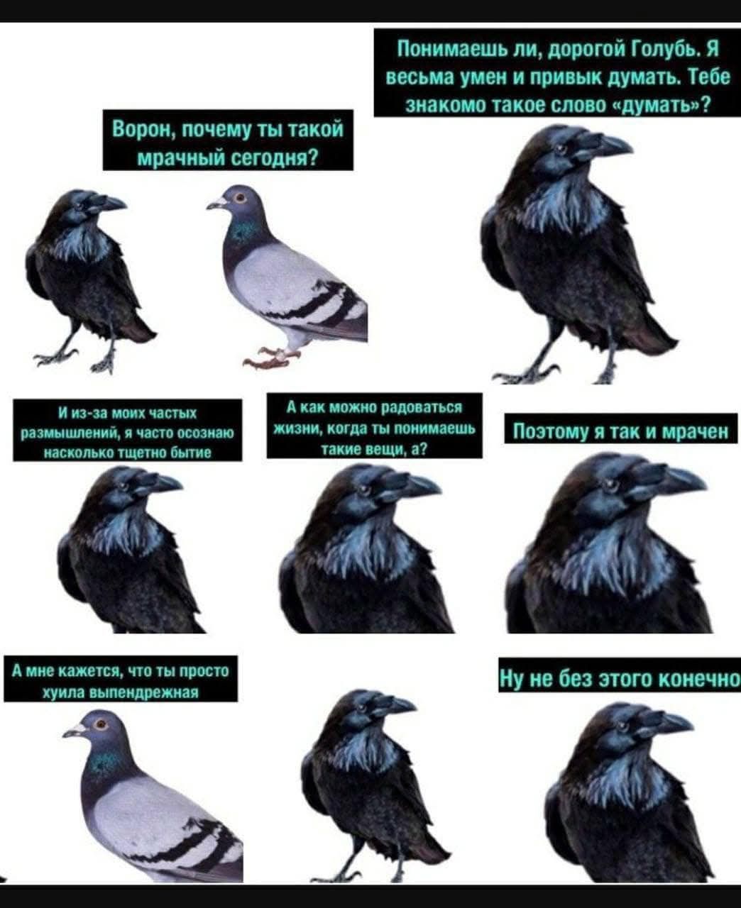 Понимаешь ли, дорогой Голубь. Я весьма умен и привык думать. Тебе знакомо такое слово &laquo;думать&raquo;? Ворон, почему ты такой мрачный сегодня? И из-за моих частых размышлений, я часто осознаю насколько тщетно бытие А как можно радоваться жизни, когда ты понимаешь такие вещи, а? Поэтому я так и мрачен А мне кажется, что ты просто хуила выпендрежная Ну не без этого конечно