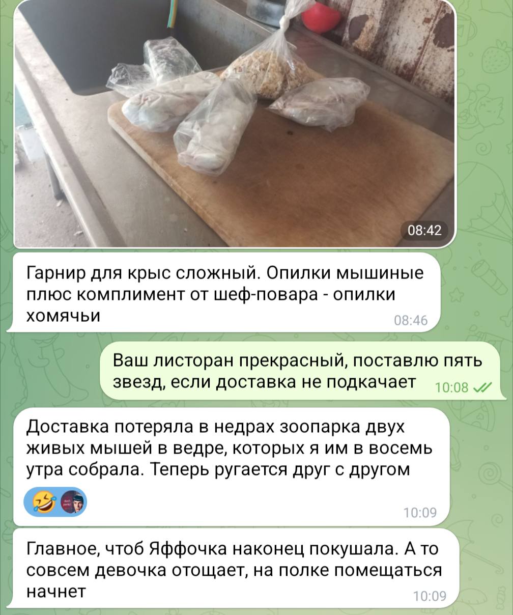 08:42 Гарнир для крыс сложный. Опилки мышиные плюс комплимент от шеф-повара - опилки ХОМЯЧЬИ 08:46 Ваш листоран прекрасный, поставлю пять звезд, если доставка не подкачает / 10:08 Доставка потеряла в недрах зоопарка двух живых мышей в ведре, которых я им в восемь утра собрала. Теперь ругается друг с другом 10:09 Главное, чтоб Яффочка наконец покушала. А то совсем девочка отощает, на полке помещаться начнет 10:09