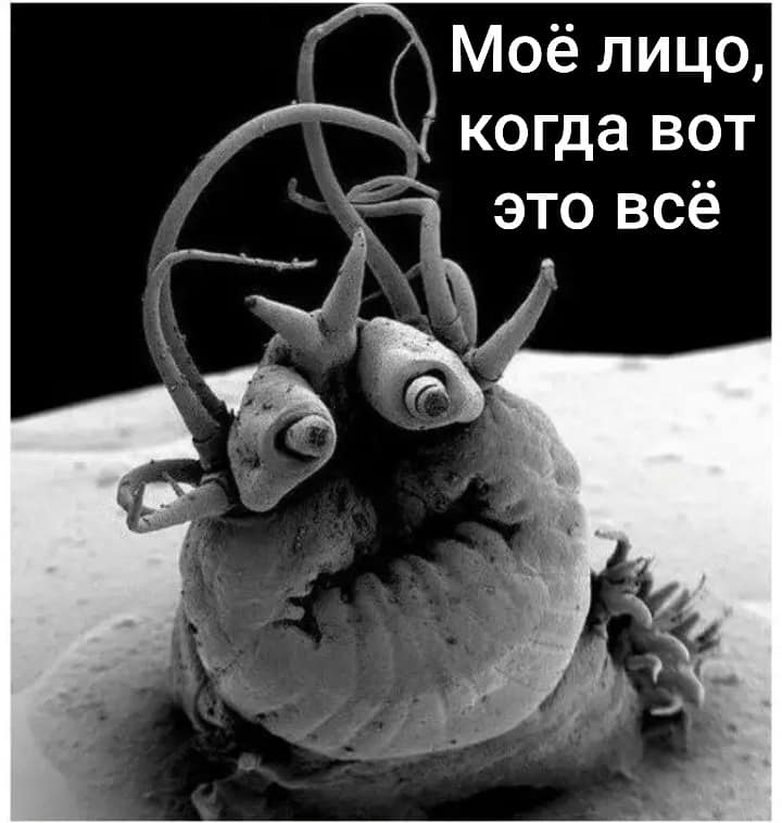 Моё лицо, когда вот это всё