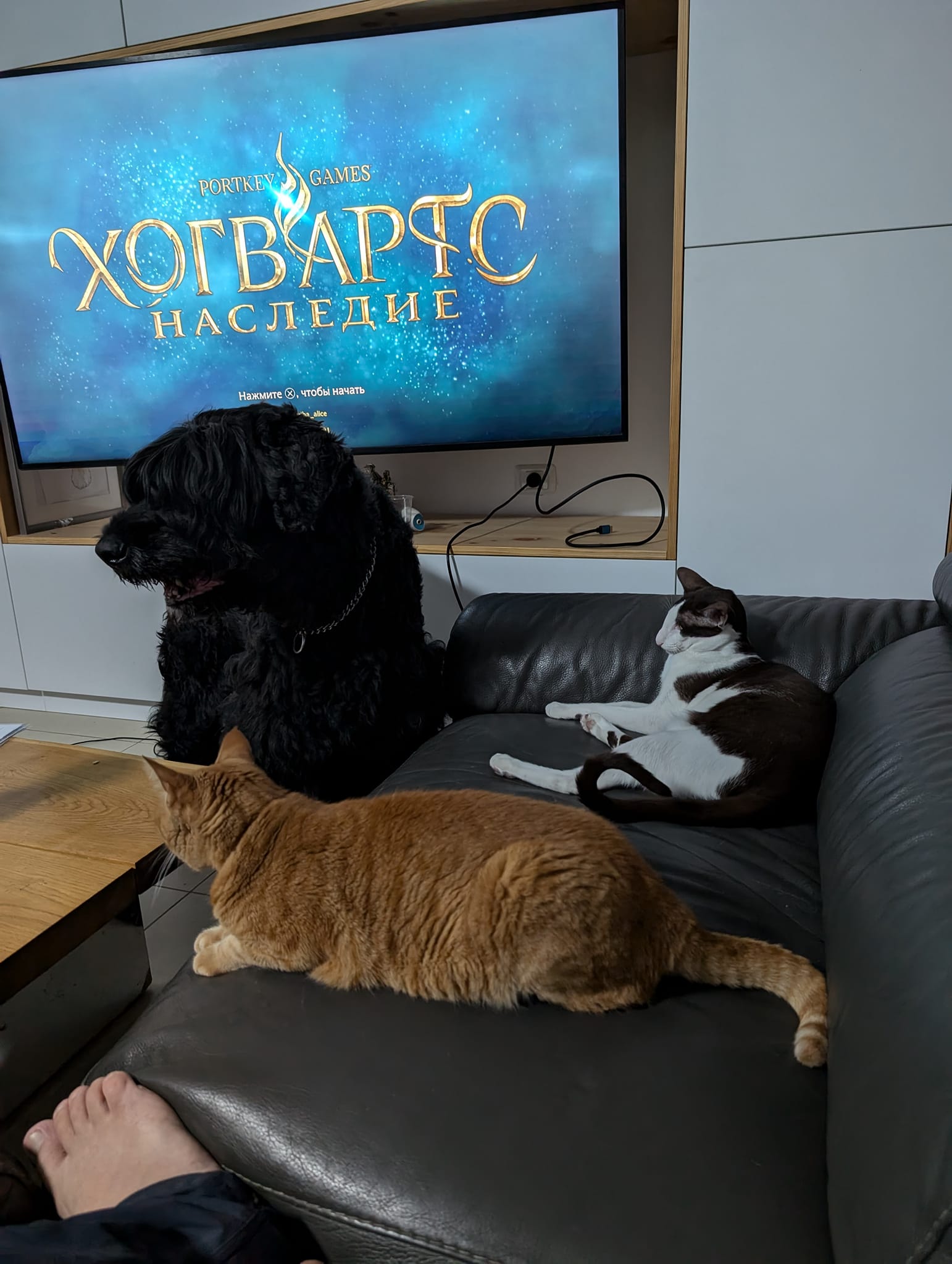 PORTKEY GAMES ХОГВАРТС НАСЛЕДИЕ Нажмите &reg;, чтобы начать