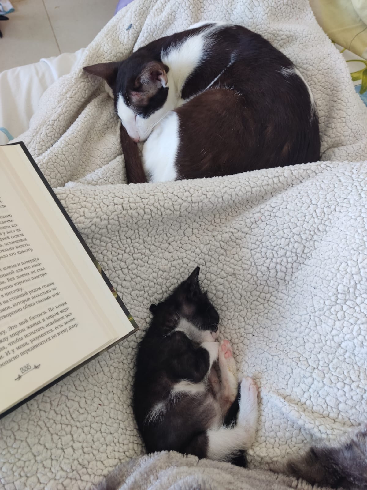 ольно ущем все \ у него на рией сидела 1, оставшаяся тельно видеть, ало его красоту. г шлема и повернул нькой для его нака- lа. Без шлема он стал учень коротко подстри- в ниточку. | на стоящий рядом столик мов, которые несколько ча- творенно обвел глазами ком- су. Это мой бастион. По мочам кду миром живых и миром мерт- 1а, чтобы испытать новейшие раз- 1. И у меня, разумеется, есть экипи- опасно передвигаться по всему дому, 190