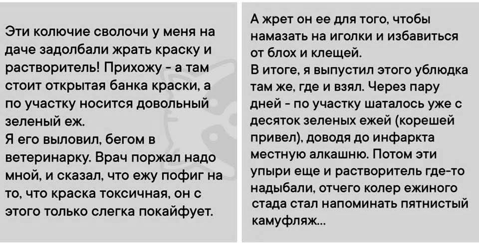 Эти колючие сволочи у меня на даче задолбали жрать краску и растворитель! Прихожу - а там стоит открытая банка краски, а по участку носится довольный зеленый еж. А жрет он ее для того, чтобы намазать на иголки и избавиться от блох и клещей. В итоге, я выпустил этого ублюдка там же, где и взял. Через пару дней - по участку шаталось уже с десяток зеленых ежей (корешей Я его выловил, бегом в ветеринарку. Врач поржал надо мной, и сказал, что ежу пофиг на то, что краска токсичная, он с этого только слегка покайфует. привел), доводя до инфаркта местную алкашню. Потом эти упыри еще и растворитель где-то надыбали, отчего колер ежиного стада стал напоминать пятнистый камуфляж...