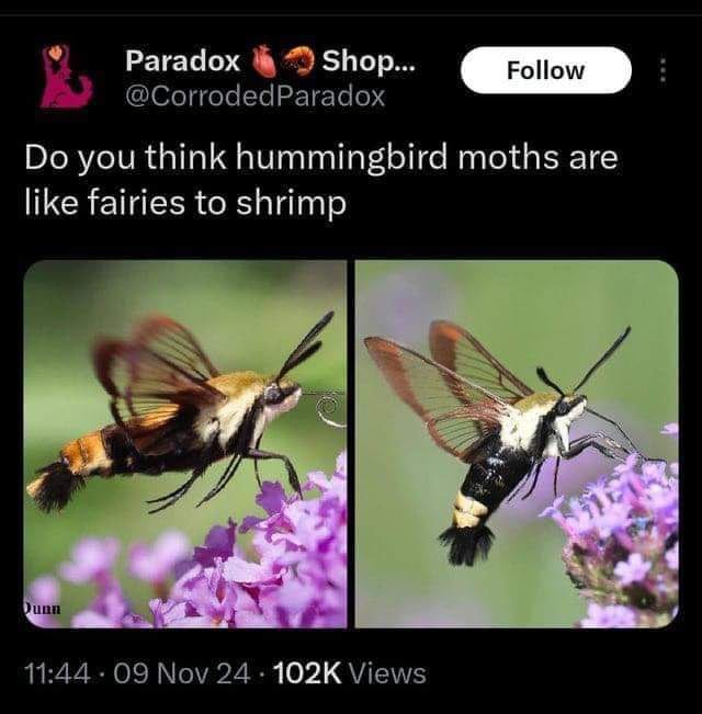 Paradox Shop... @CorrodedParadox Follow Do you think hummingbird moths are like fairies to shrimp Dunn 11:44 - 09 Nov 24 &bull; 102K Views