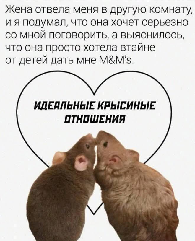 Жена отвела меня в другую комнату, и я подумал, что она хочет серьезно со мной поговорить, а выяснилось, что она просто хотела втайне от детей дать мне M&M's. ИДЕАЛЬНЫЕ КРЫСИНЫЕ ОТНОШЕНИЯ