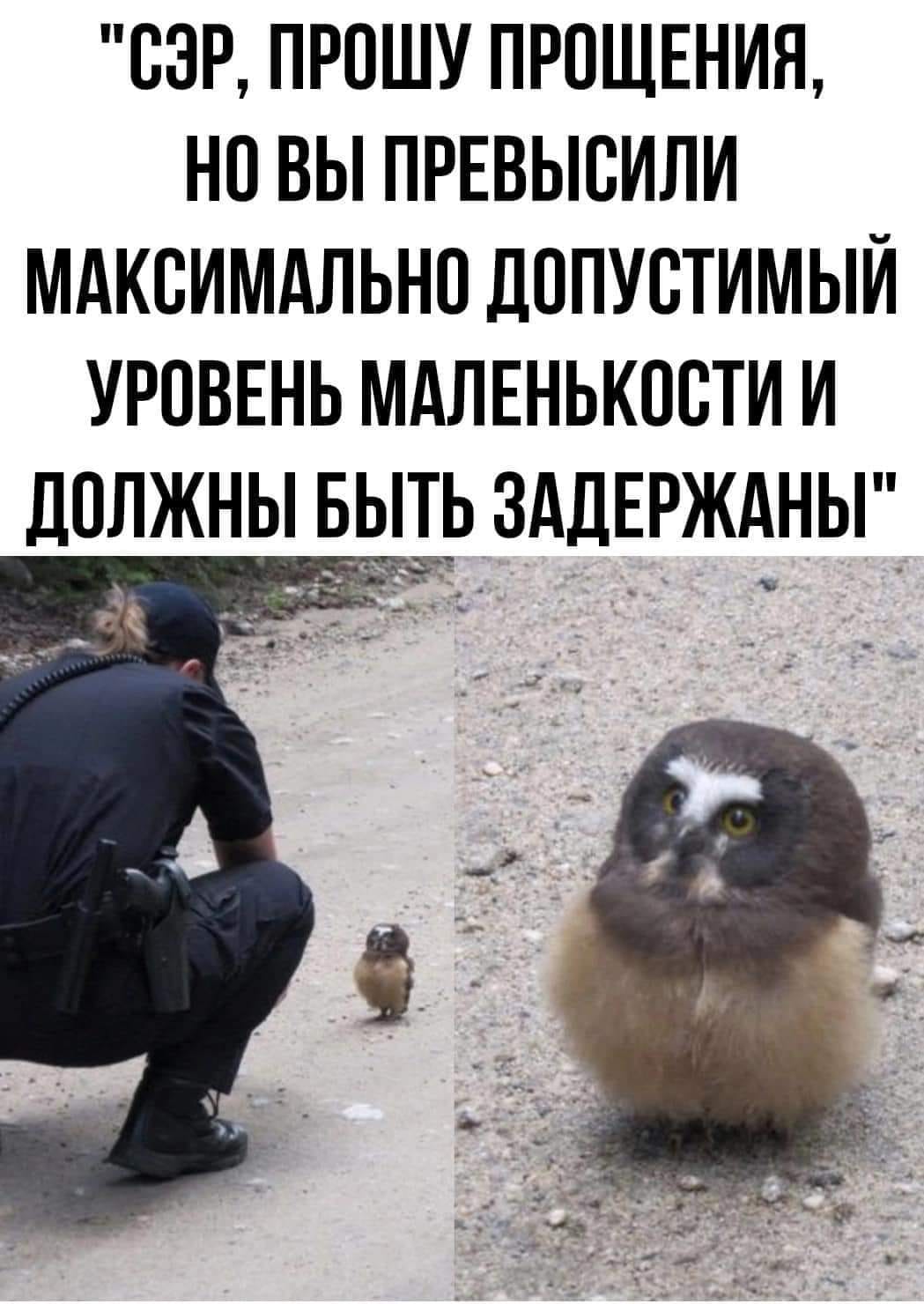 "СЭР, ПРОШУ ПРОЩЕНИЯ, НО ВЫ ПРЕВЫСИЛИ МАКСИМАЛЬНО ДОПУСТИМЫЙ УРОВЕНЬ МАЛЕНЬКОСТИ И ДОЛЖНЫ БЫТЬ ЗАДЕРЖАНЫ"