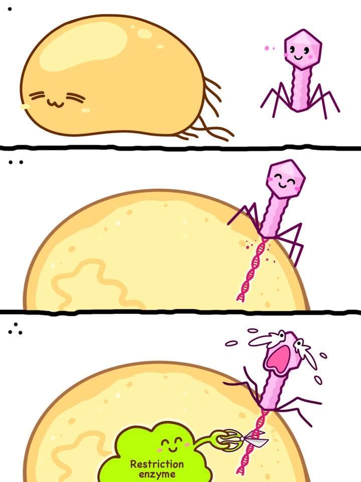 &bull; Restriction enzyme