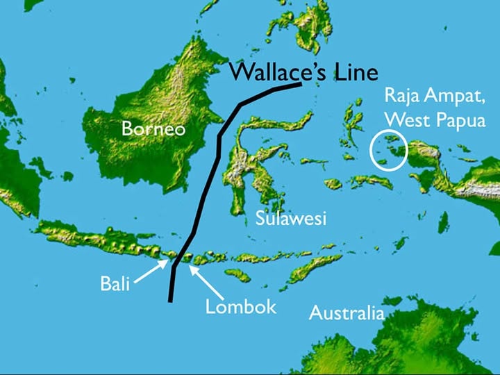 Wallace's Line Borneo Raja Ampat, West Papua Sulawesi Bali Lombok Australia