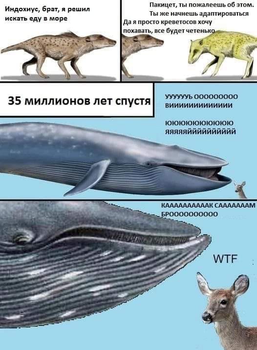 Индохиус, брат, я решил искать еду в море Пакицет, ты пожалеешь об этом. Ты же начнешь адаптироваться Да я просто креветосов хочу похавать, все будет четенько 35 миллионов лет спустя УУУУУУЬ 000000000 КААААААААААК САААААААМ БР0000000000 WTF