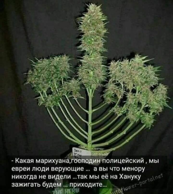 Send - Какая марихуана,господин полицейский , мы евреи люди верующие ... а вы что менору никогда не видели ...так мы её на Хануку зажигать будем . приходите... TIE HERE ataflower-portalnet