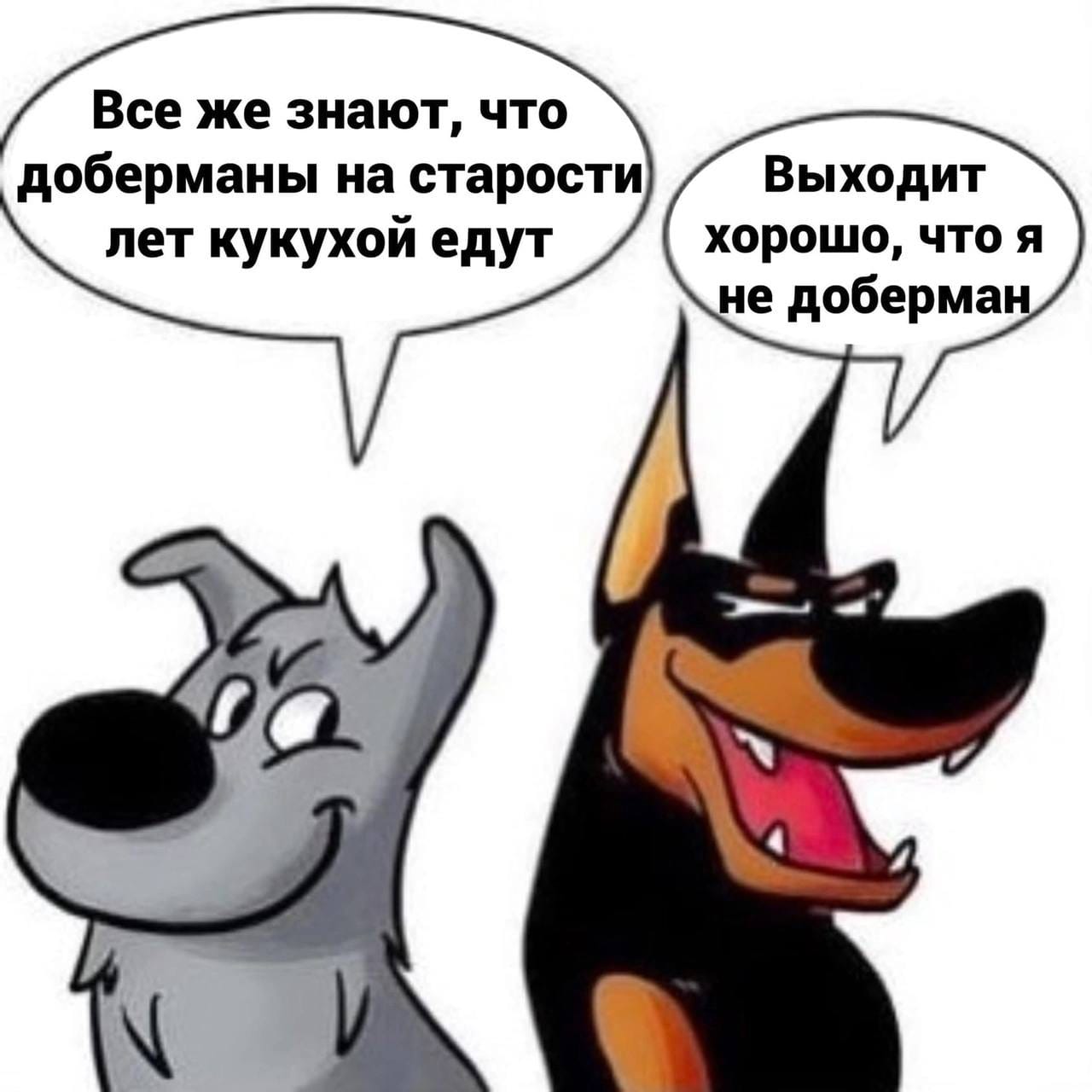 Все же знают, что доберманы на старости лет кукухой едут Выходит хорошо, что я не доберман