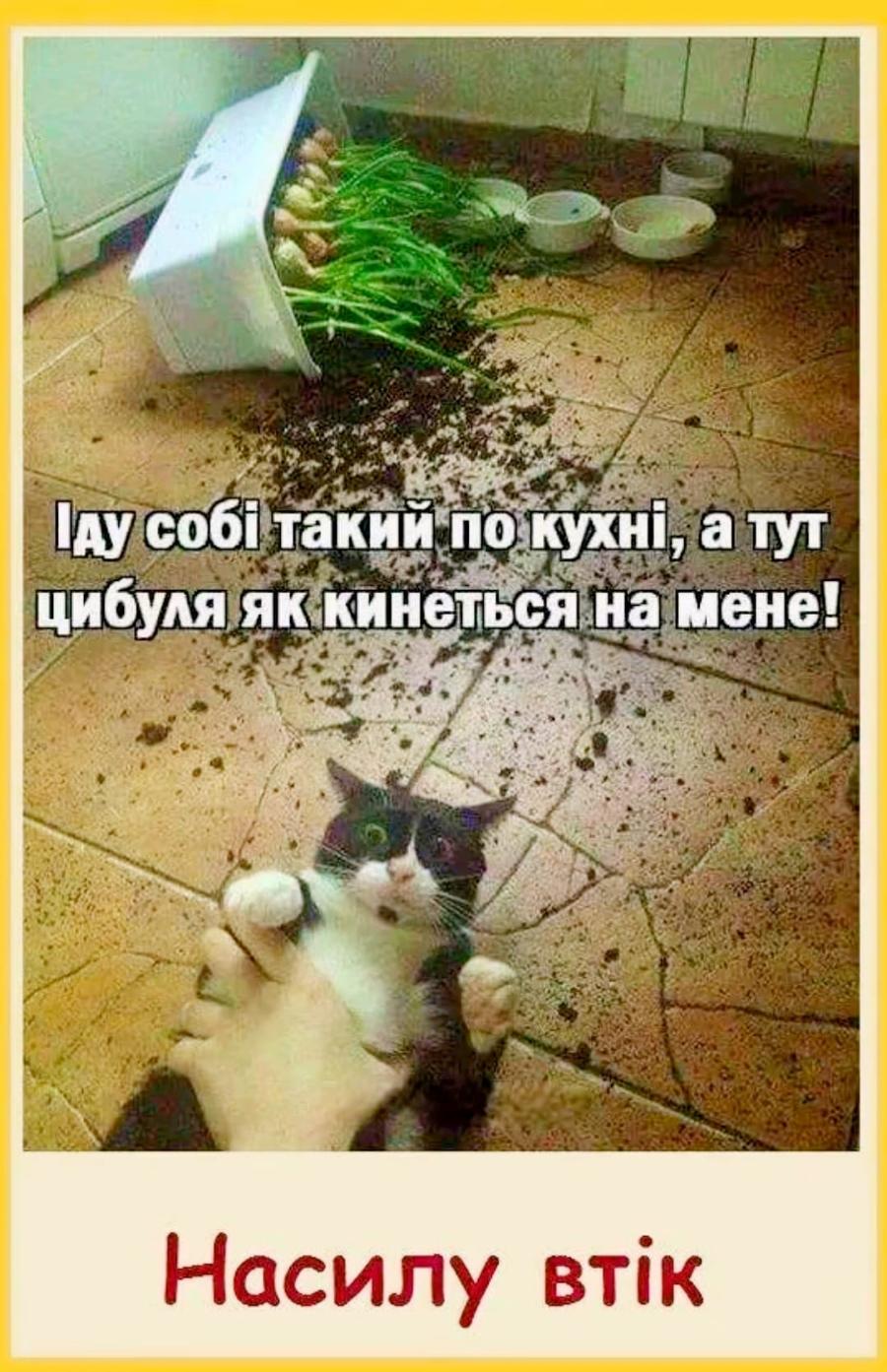 Гау собі такий по кухні, а тут цибуля як кинеться на мене! Насилу втік